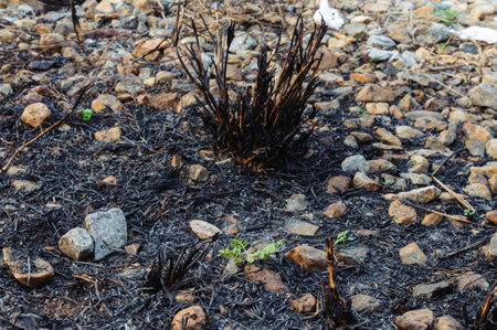 Small plan growing on the ash after grass burnの写真素材