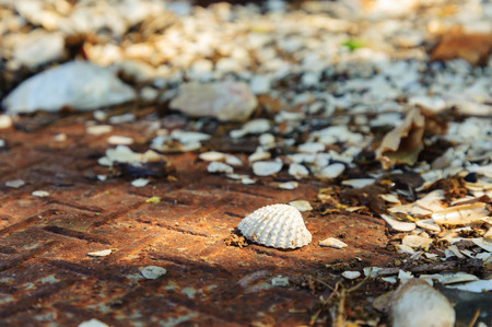 Close focus on a piece of shell in garbage on rust iron floor