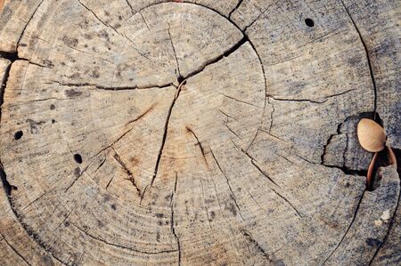 Old grunge hard wood background from old railwayの写真素材