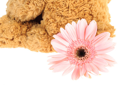 Pink flower with brown isolate on whiteの写真素材