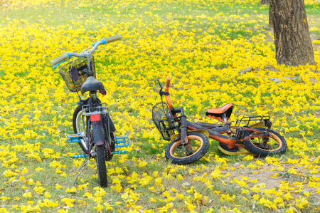 Bicycle in the park and yellow flower from the treeの写真素材
