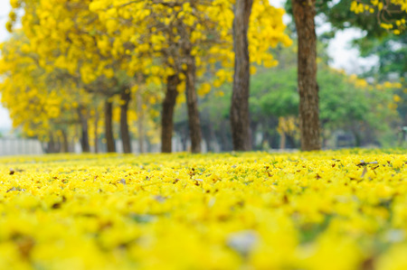 Yellow flower fall from the tree in the parkの写真素材