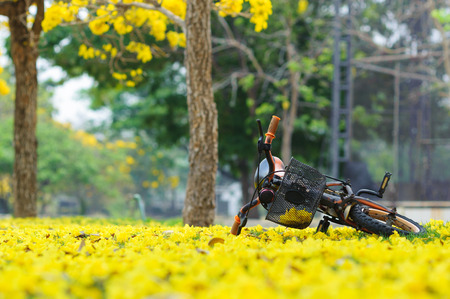 Bicycle in the park and yellow flower from the treeの写真素材