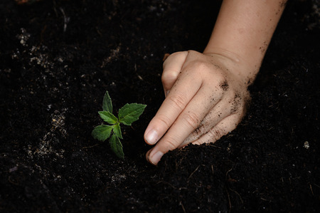 Kid hand planting little seedling of the treeの写真素材