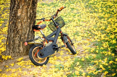 Bicycle in the park and yellow flower from the treeの写真素材