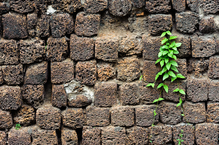 Little plant grow on black volcanic pumice stone wallの写真素材
