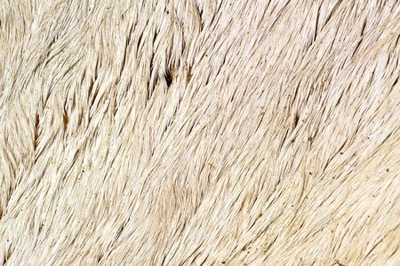 Close up dirty cow skin and white fur backgroundの写真素材