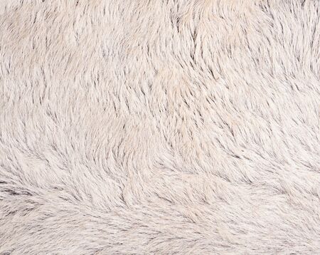 Close up cow skin and white fur backgroundの写真素材