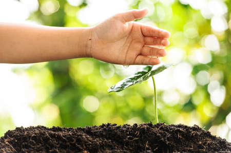 Young boy hand watering on green plant growing on soilの写真素材