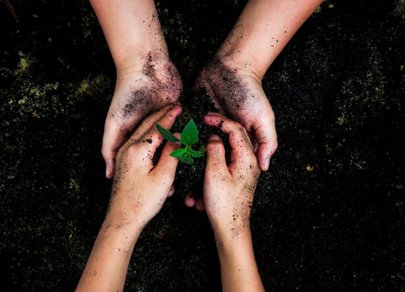 Seedling of young plant and soil in child handの写真素材