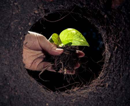 Dark tone Focus hand planting young green seedling, Shot from bottom soil hole, out focus foreground,の写真素材