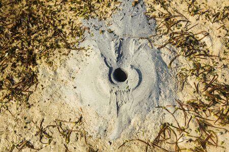 Small crab hold on the beach during sea downの写真素材