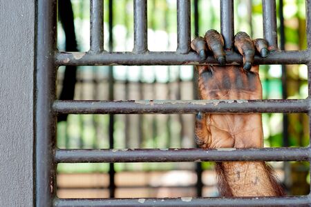 Old Orangutan hand in the old grunge cageの写真素材