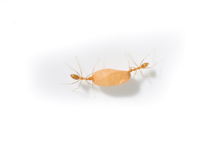 Few red ant carry light brown egg on white backgroundの写真素材