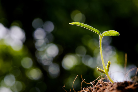 Macro water from morning dew on Young bean seedling on dark green bokeh background