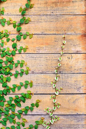 Grunge and scratch old wood wall of old house covered by ivy plant background.の写真素材