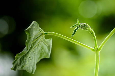 Close up wither young red bean seedling tip on fertile soil with dew from raining on green bokeh background. Earth day conceptの写真素材