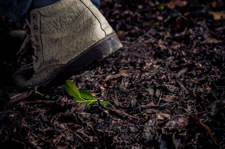 Dark Color tone. Traveller shoe step on Young plant growing on orgainic soil, old leaf in the forest wet after rainingの写真素材