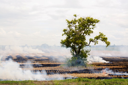 Fire and smoke on rice field after harvest and left the dry straw around the lonely tree. This is the cause of road accident in sometimes. Global warming conceptの写真素材