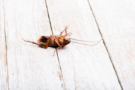 Dead cockroaches on the white floor floor.の写真素材
