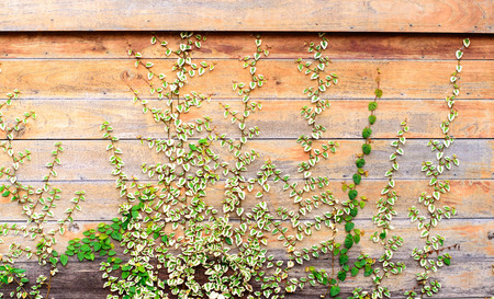 Grunge and scratch old wood wall of old house covered by ivy plant background.