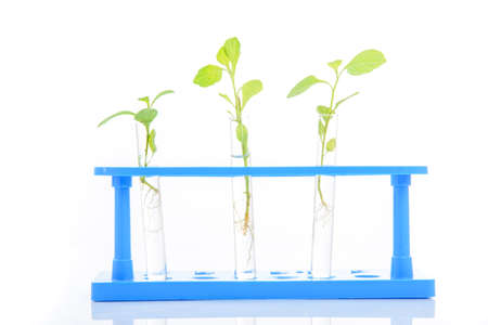 Young three green seedling in glass tube with transparent liquid on white backgroundの写真素材