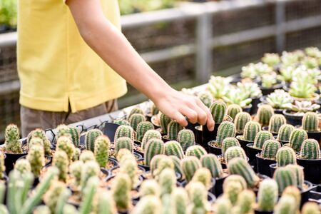 Close up kid hand touching little cactus in the gardenの写真素材