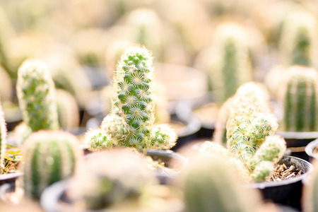 Close up little cactus in the small pot in the garden shopの写真素材