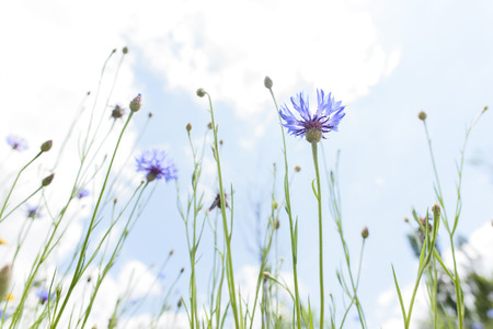 From the bottom angle, selective focus at the flower under the blue sky white cloudの写真素材