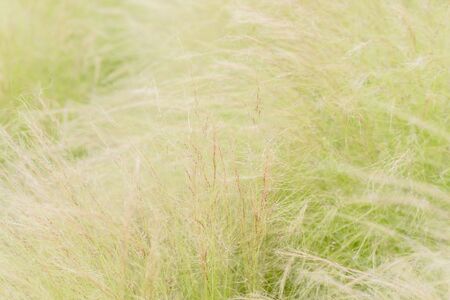 Thin focus of the dry weed flower movement effect by the wind blow.の写真素材