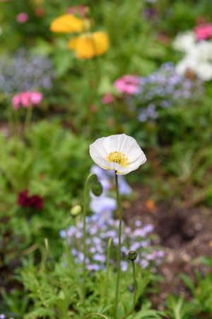 Selective focus on one of white poppy flower in the garden.の写真素材