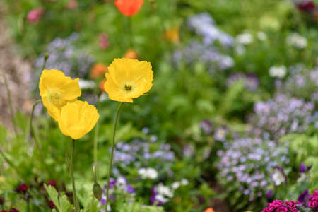 Selective focus on one of yellow poppy flower in the garden.の写真素材