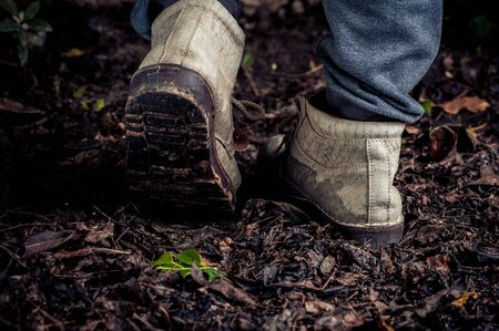 Dark Color tone. Traveller shoe step on Young plant growing on orgainic soil, old leaf in the forest...