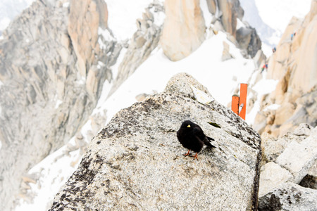 Young and small Black bird in the mountains. Mont Blanc, Franceの写真素材
