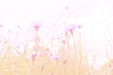 Pink light tone,from the bottom angle, selective focus at the flower under the blue sky white cloudの写真素材