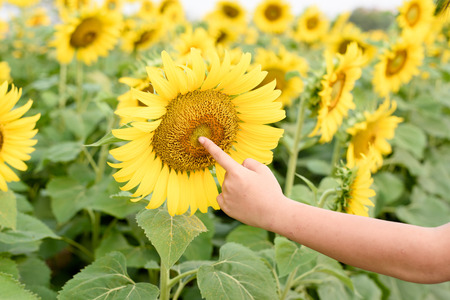 Selective focus on the giant sunflower in the field.の写真素材