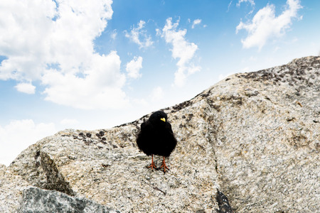 Young and small Black bird in the mountains. Mont Blanc, Franceの写真素材