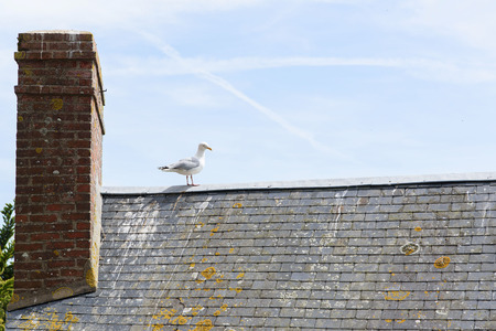 One bird stand alone on the old roof in front of the blue sky background.の写真素材