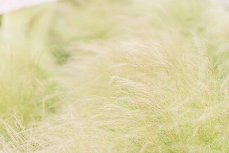 Thin focus of the dry weed flower movement effect by the wind blow.の写真素材