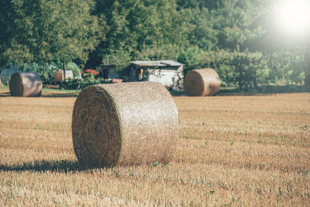 Vintage Warm tone, selective focus at the roll of haystack after harvest the wheat field during sunset.の写真素材