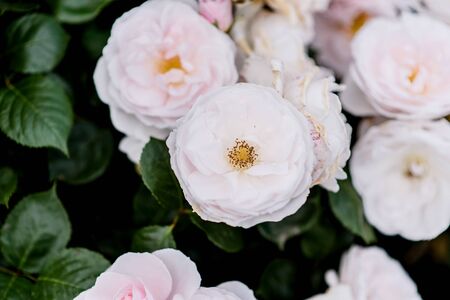 Selective focus at the beautiful white pink rose during spring season.の写真素材