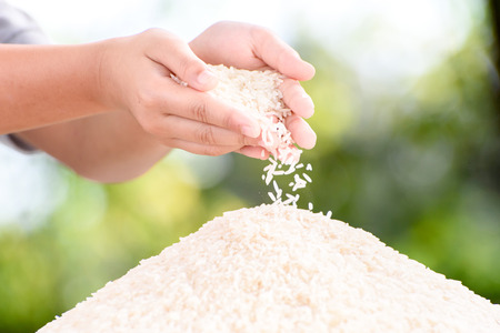 Close up white Jasmine rice variety is Thailand major variety for consumption good smell and delicious in young kid hand.の写真素材