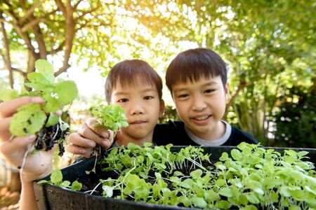 Selective focus at young asian boy hand pick and harvest little seedling of vegetable from black soil in home garden.の写真素材