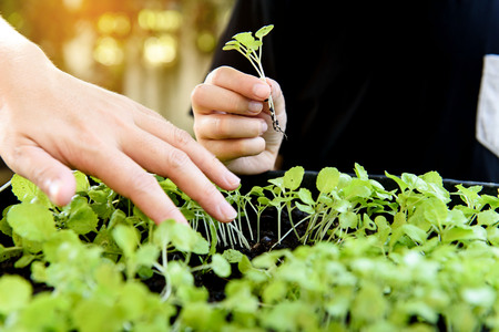 Selective focus at children hand pick and harvest little seedling of vegetable from black soil in home garden.の写真素材