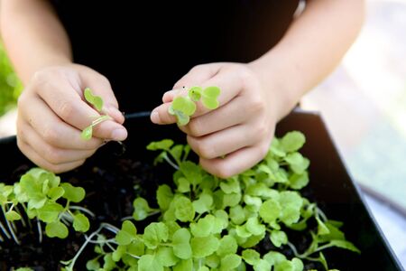 Selective focus at children hand pick and harvest little seedling of vegetable from black soil in...