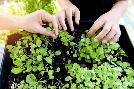 Selective focus at children hand pick and harvest little seedling of vegetable from black soil in home garden.の写真素材