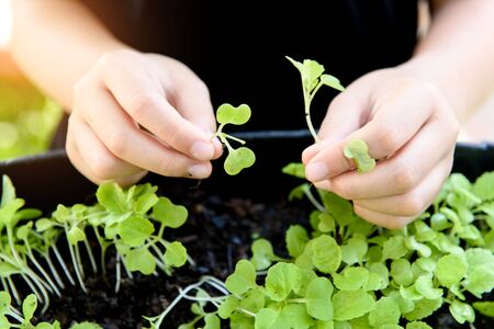 Selective focus at children hand pick and harvest little seedling of vegetable from black soil in home garden.の写真素材