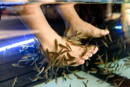 Foot spa by little fish in fresh water by little feet of childrenの写真素材