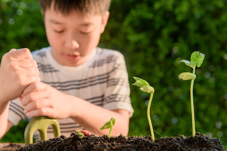 Selective focus at hand, Young Thai boy planting little seedling on the black soil in the garden. Earth day concept.の写真素材