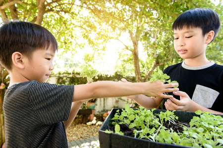 Selective focus at young asian boy hand pick and harvest little seedling of vegetable from black soil in home garden.の写真素材